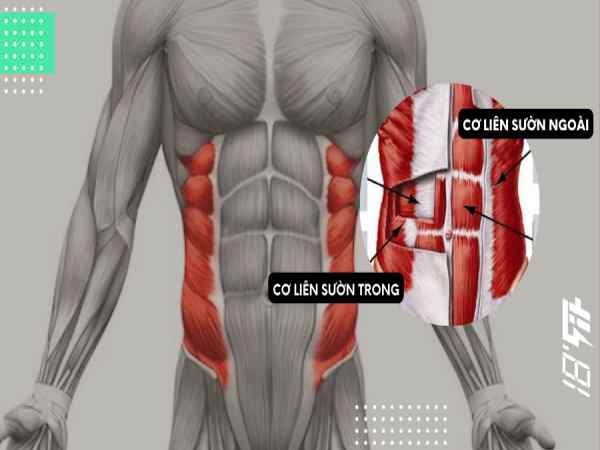 Các bài tập cơ liên sườn cho nam hiệu quả